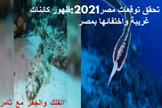 تحقق توقعات مصر2022 ظهور كائنات غريبة واختفائها